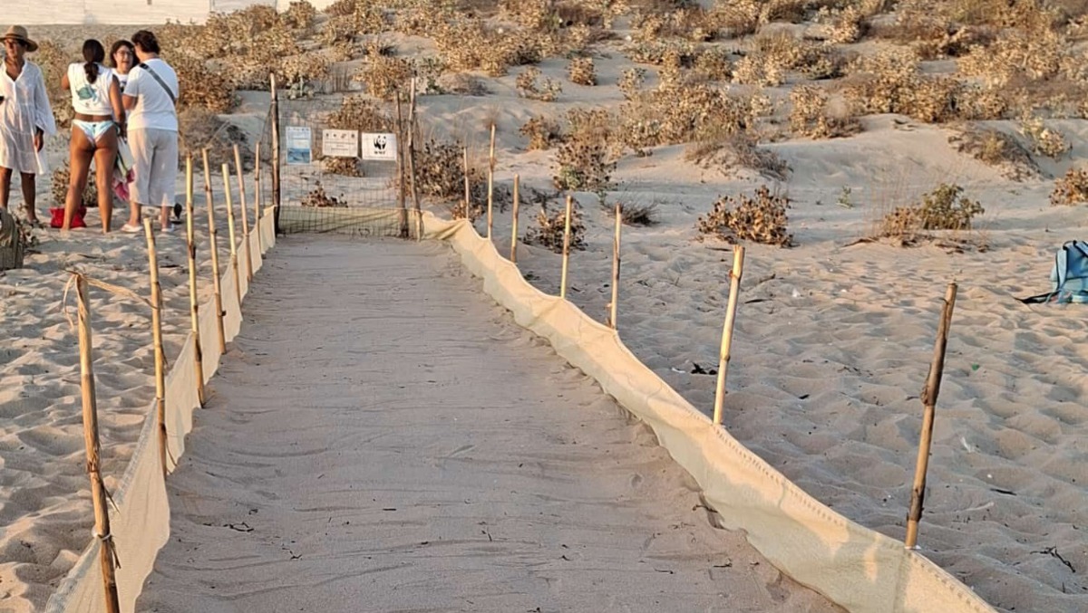 La schiusa delle uova di Caretta caretta possibile in serata - 