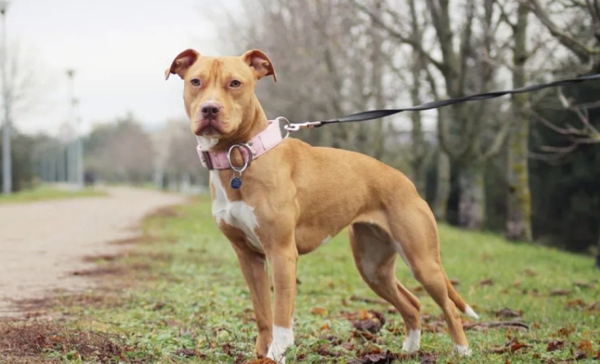 Operazione L'inferno dei pitbull a Gela  - 