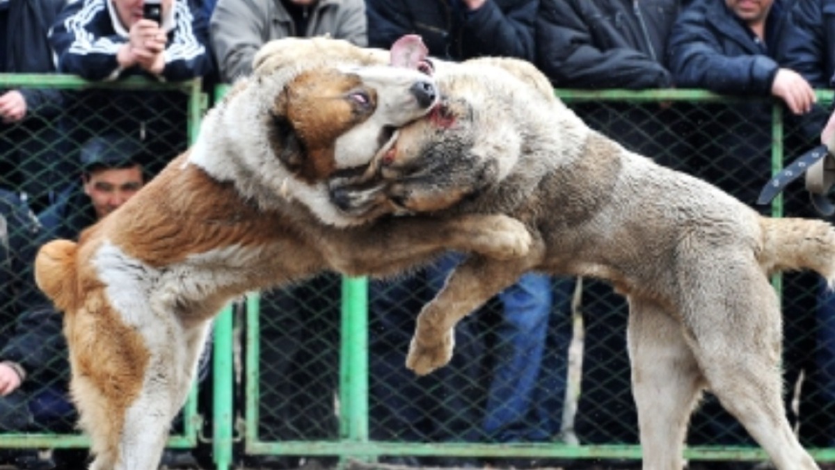 Lotte clandestine: WWF esprime soddisfazione  - 