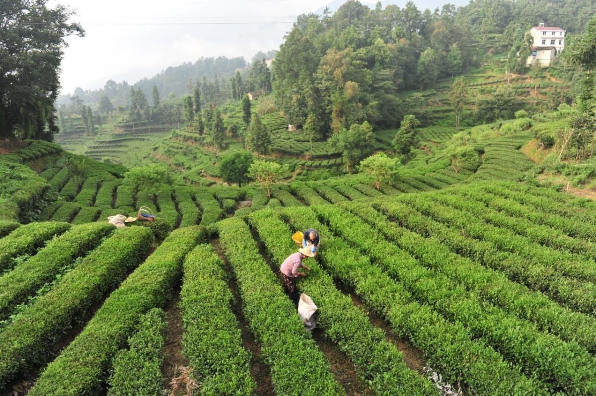 La Cina potenzia i settori della tradizione, dalla seta al tè alla porcellana - 