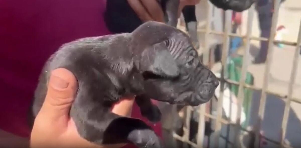 Gela, blitz contro i combattimenti clandestini tra cani: sequestrati 13 pitbull, 6 indagati / Video - 