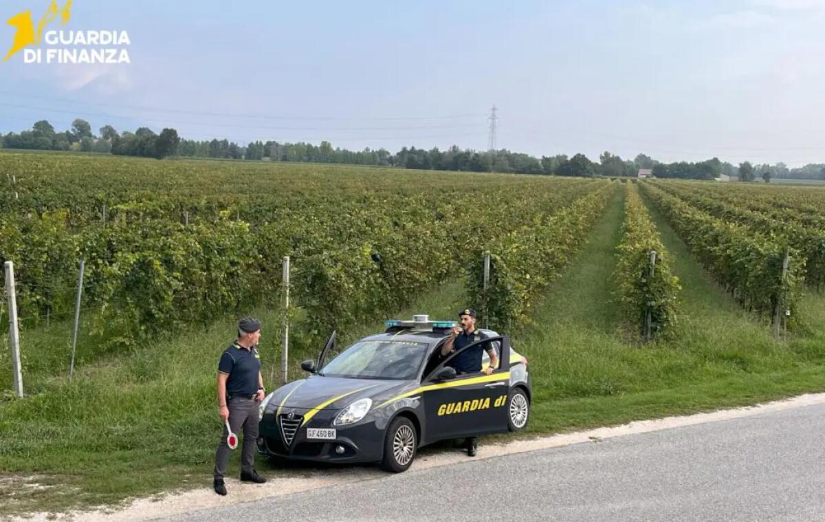 Vendemmia in nero, scoperti 25 braccianti irregolari nel trevigiano - 