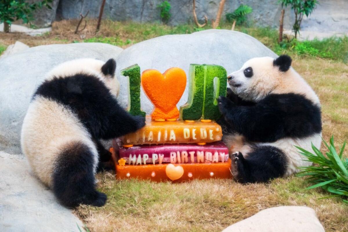 L’Ocean Park di Hong Kong celebra i 50 anni con nuove strutture e iniziative - 
